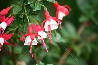 Alice Hoffman (Fuchsia 'Alice Hoffman') plant with red and white flowers : (pix SShukla)