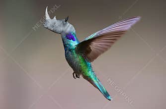 Surreal Hummingbird, Rhino, Rhinoceros, Different