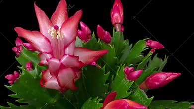 Schlumberger flower timelapse on black