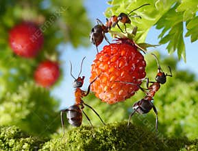 Team of ants and strawberry, agriculture teamwork