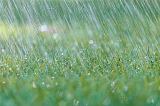 Rain is falling on fresh green grass
