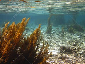 Seaweed
