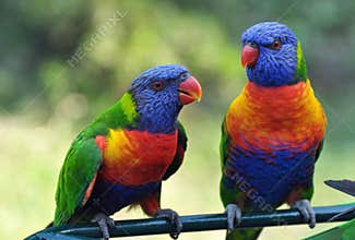 Colorful Rainbow Lorikeets Gold Coast Australia
