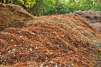Mulch in garden