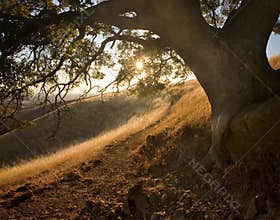 Sunny path under oak on idyllic hillside