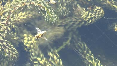 Video of a honey bee fallen into the water in a garden pond.