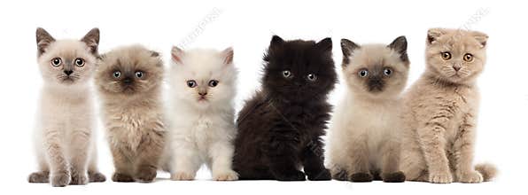 Group of British shorthair and British longhair