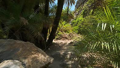 Walking in the palm forest. Crete island, Greece