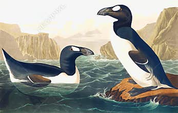 Great Auk