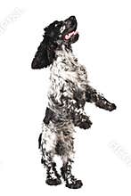 Black and white english cocker spaniel standing