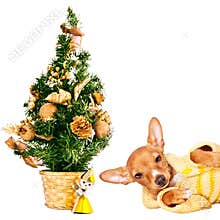 Doberman pincher puppy with a Christmas tree