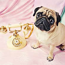 A sad looking pug waiting by the phone