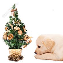 Labrador puppy with a small Christmas tree