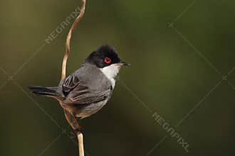 Beautiful Sylvia melanocephala warbler