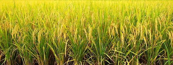 Rice field