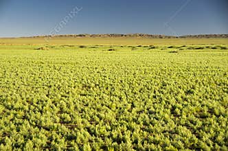Green Desert, Gobi, Mongolia