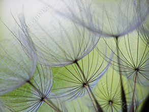 Dandelion seed