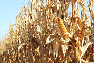 Cornfield
