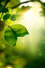 Nature Background