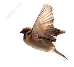 flying bird sparrow isolated on white background