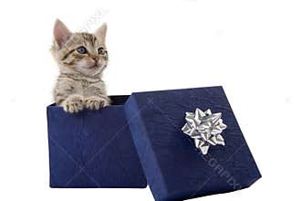 Kitten in a blue gift box