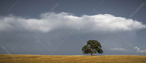 Lone oak tree and clouds