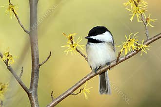 Black-capped Chickadee in a Witch Hazel Shrub