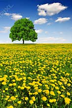 Spring tree on dandelion field