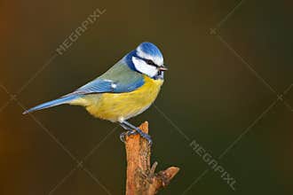 Blue tit in winter