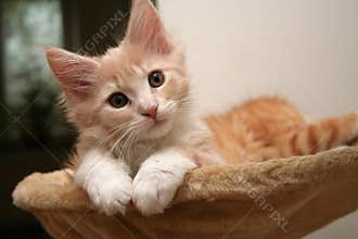 Small kitten