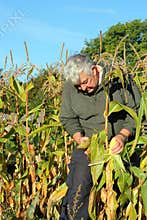 Autumn Harvest, collecting maize.