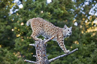 Bobcat feline on tree stump