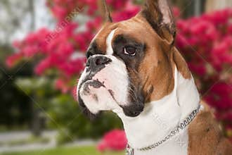 Boxer Dog