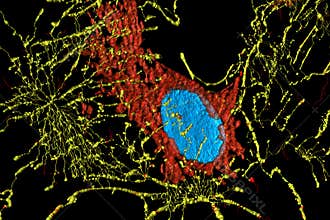 Fibroblast cells