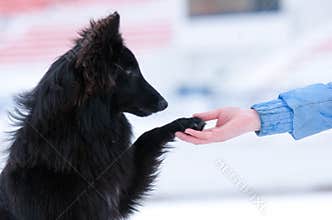 Young black dog training