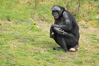 Bonobo