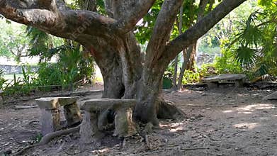 Tropical jungle walking path palm trees Tulum Mayan ruins Mexico