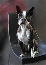 Boston terrier dog