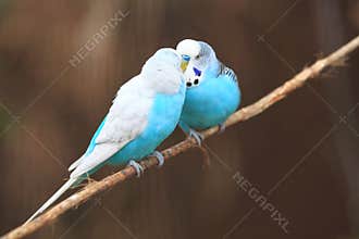 Male budgerigars