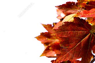 Autumn leaves