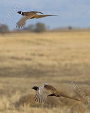 Rooster Pheasants