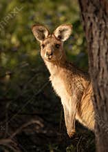 A young kangaroo peeping from behind a tree