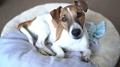 dog lying on light comfortable bed looking at camera and tilting the head listening attentively