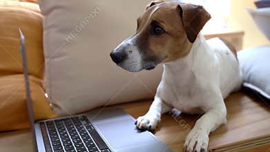 Serious dog using laptop working remotely online.