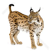 Lynx (2 years)