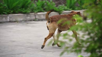 Homeless Dog Runs Down the Street Hungry with a Broken Collar