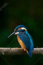 Kingfisher