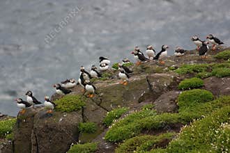 Colony of cute puffins