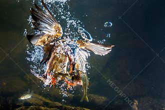 Kingfisher underwater