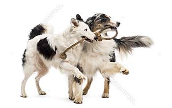 Border Collie and Australian Shepherd playing